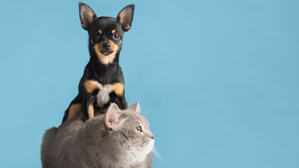 Claves para mantener la salud de las mascotas por medio de su alimentación