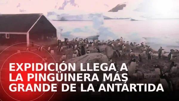 Expedición del ARC Simón Bolívar llega a la base con más pingüinos de la Antártida