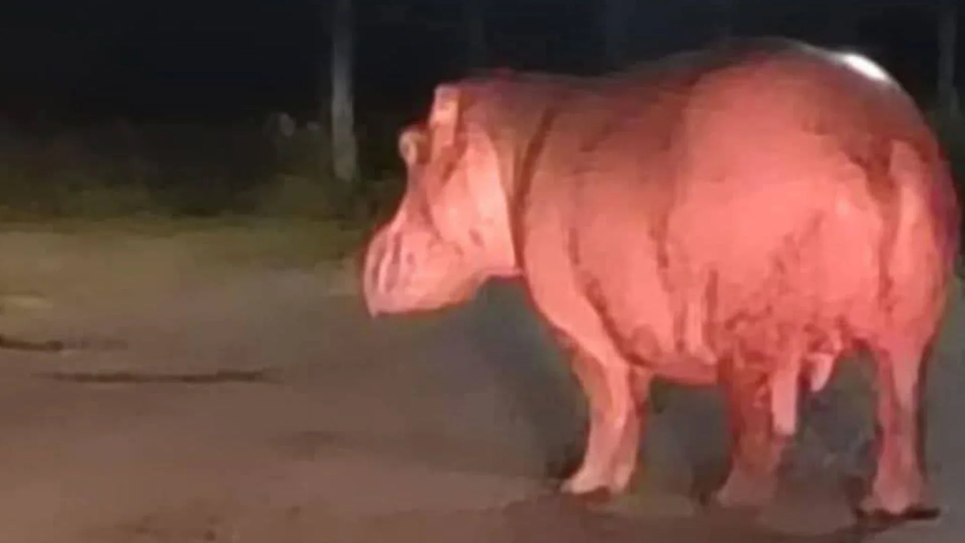 Hipopótamo en Barrancabermeja.