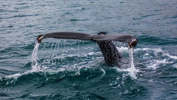 Así fue el estudio que la tripulación del ARC Simón Bolívar realizó a ballenas jorobadas en la Antártida