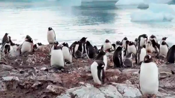 Cuidado y preservación en la Antártida: así son los paisajes asombrosos desde la bahía sur
