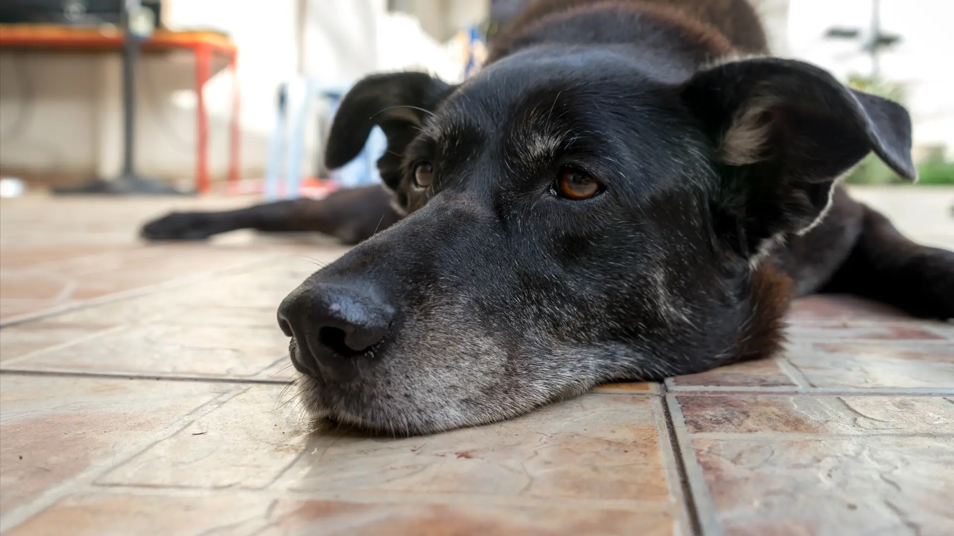 Animales de compañía perros