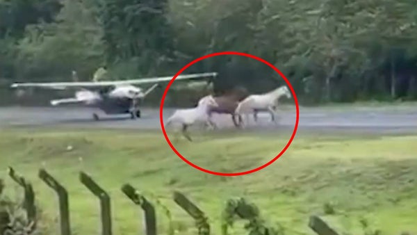 VIDEO | Caballos invadieron la pista del aeropuerto de Capurganá y por poco chocan con una avioneta VIDEO | Caballos invadieron la pista del aeropuerto de Capurganá y por poco chocan con una avioneta