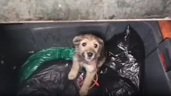 Cachorra es rescatada tras haber sido arrojada a un contenedor de basura en Tunja