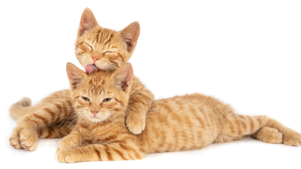 ¿Qué es la enfermedad conocida como panleucopenia que afecta a los gatos?