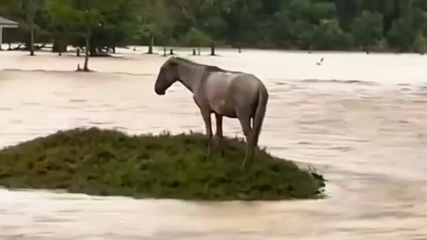 VIDEO | Caballo fue visto aferrado a una loma en medio de las inundaciones en Canalete, Córdoba: ¿qué pasó con él?