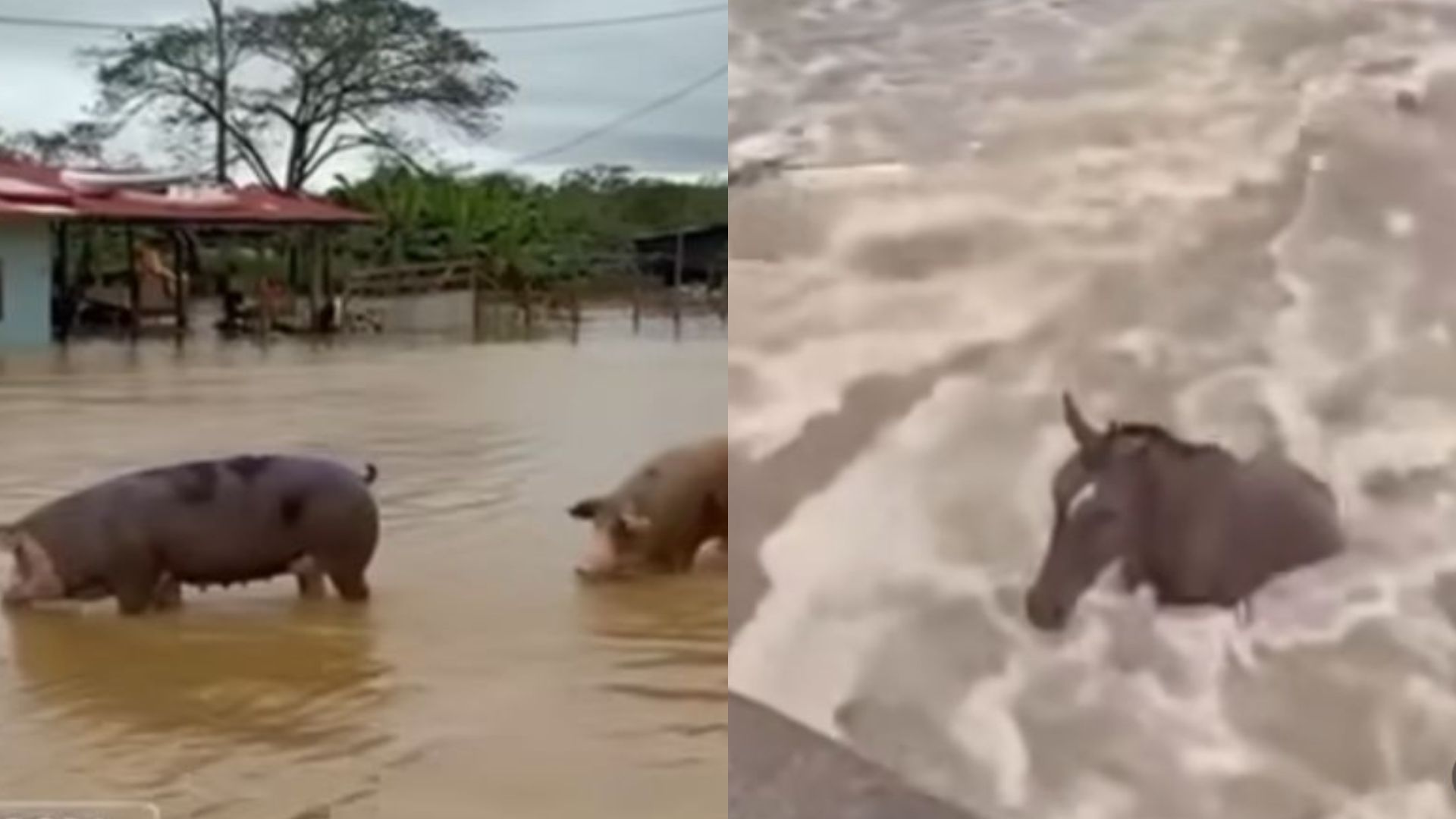 Foto: Captura pantalla IG @andreanimalidad