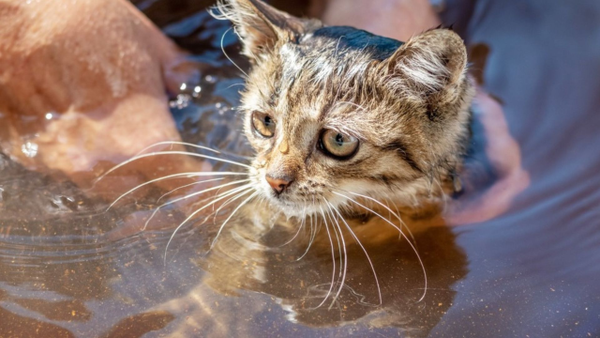 Bogotá lidera donatón para miles de animales afectados por ola invernal en Córdoba Bogotá lidera donatón para miles de animales afectados por ola invernal en Córdoba