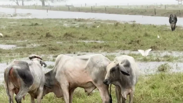 No solo las personas, también los animales viven al límite en Córdoba por cuenta de las lluvias
