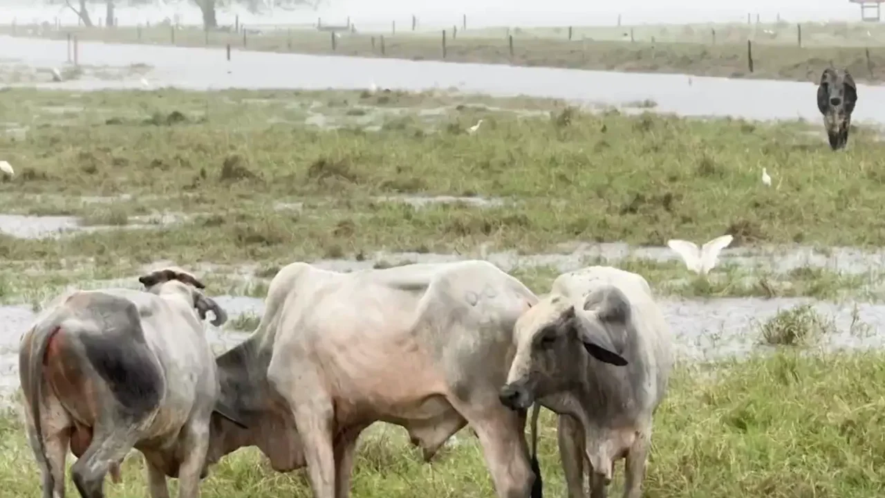 Not only people, but also animals are pushed to the limit in Córdoba due to the rains