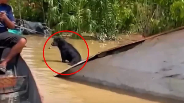 VIDEO | Rescatan a perrito que duró días sobre un techo en medio de las inundaciones en Córdoba