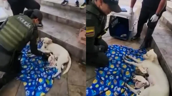 Emotivo video: patrullera asistió el parto de una perrita en condición de calle en Bucaramanga