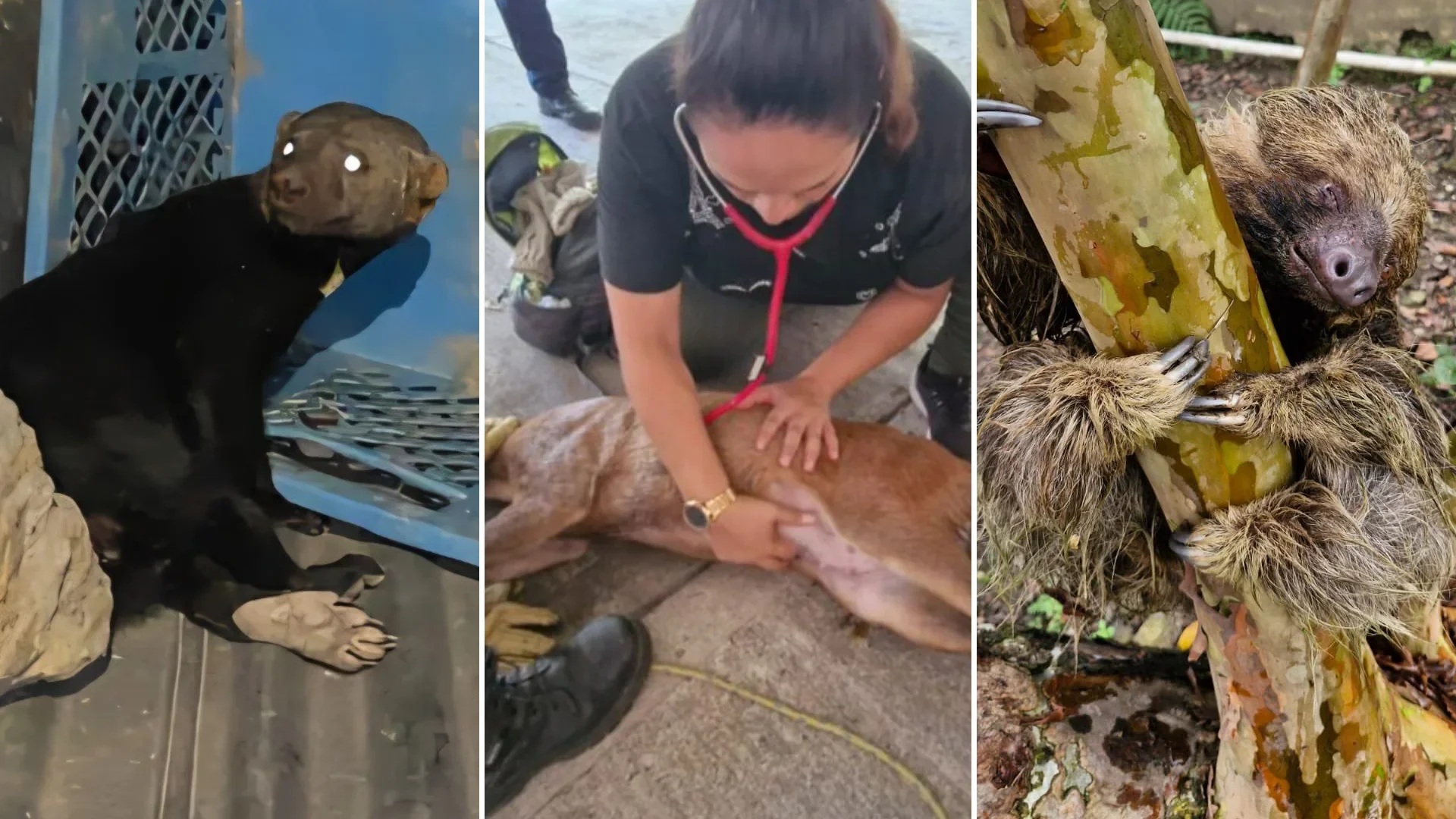 Venada gestante y otras especies silvestres