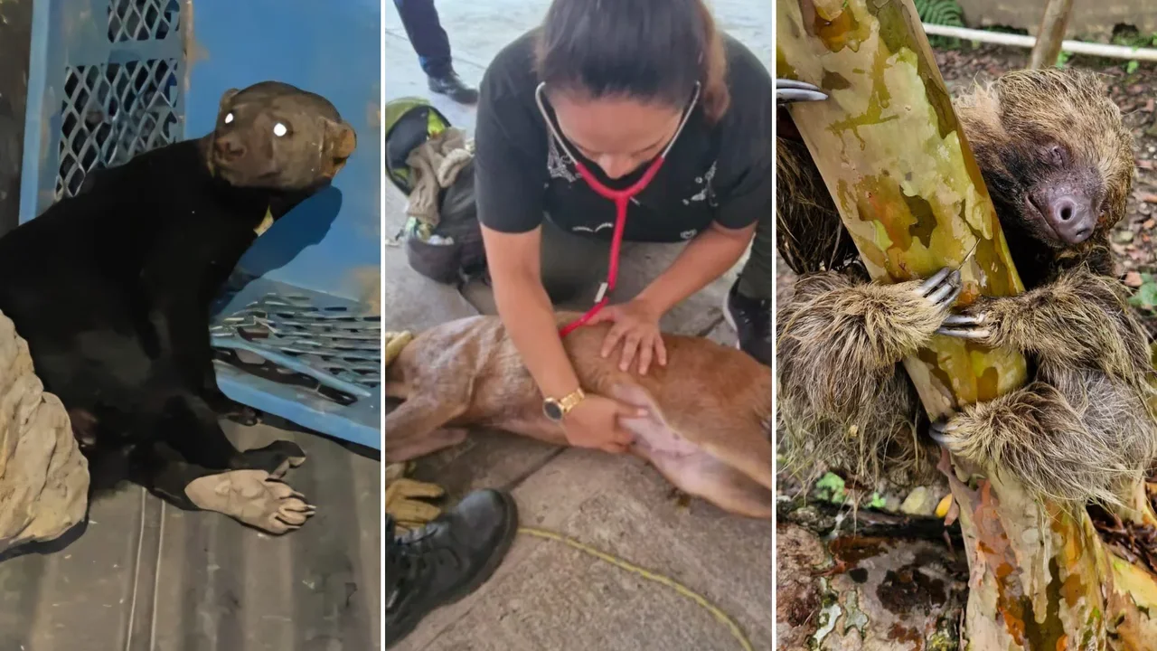 Pregnant deer, a tayra, and a sloth: the race against time to rescue wildlife in Cundinamarca