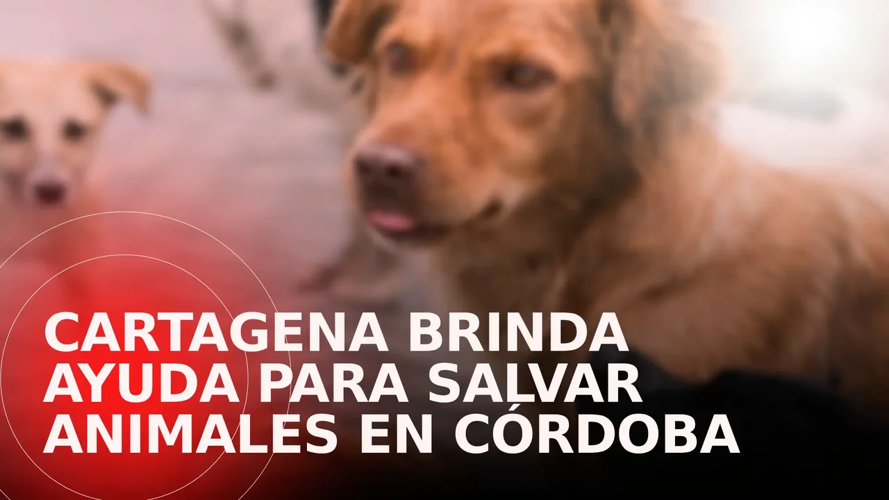Veterinary teams from Cartagena rescue more than 75 animals affected by floods in Montería