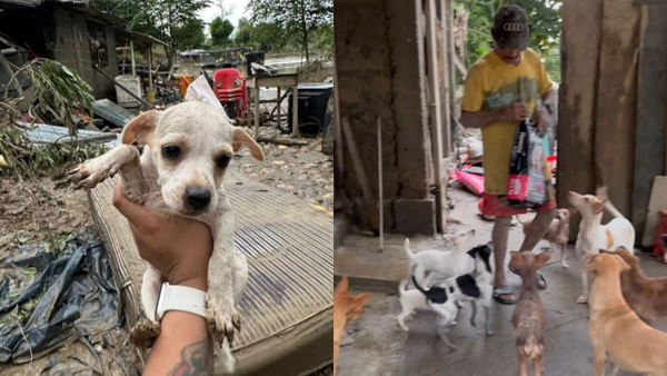 Rescatista con más de 20 animales bajo su cuidado solicita ayuda tras inundaciones en Córdoba