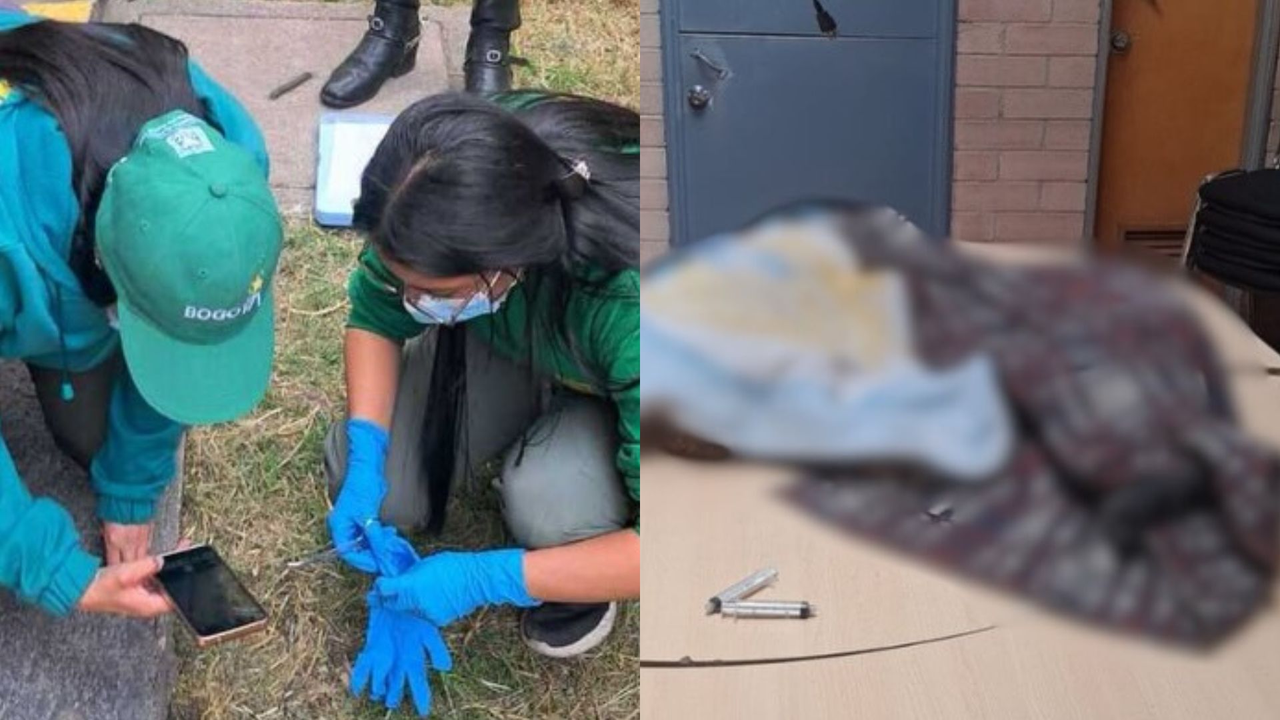 Six dogs allegedly poisoned at an educational institution in Bogotá: two have died