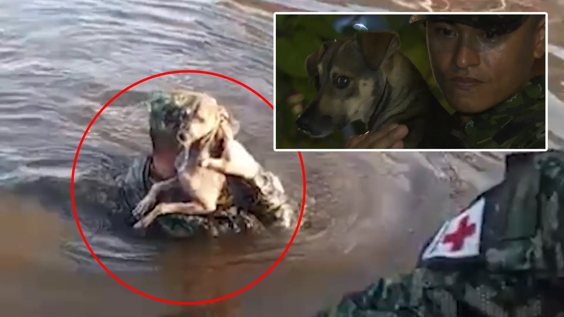 Soldado rescató y adoptó a un perrito que se ahogaba en las inundaciones de Córdoba