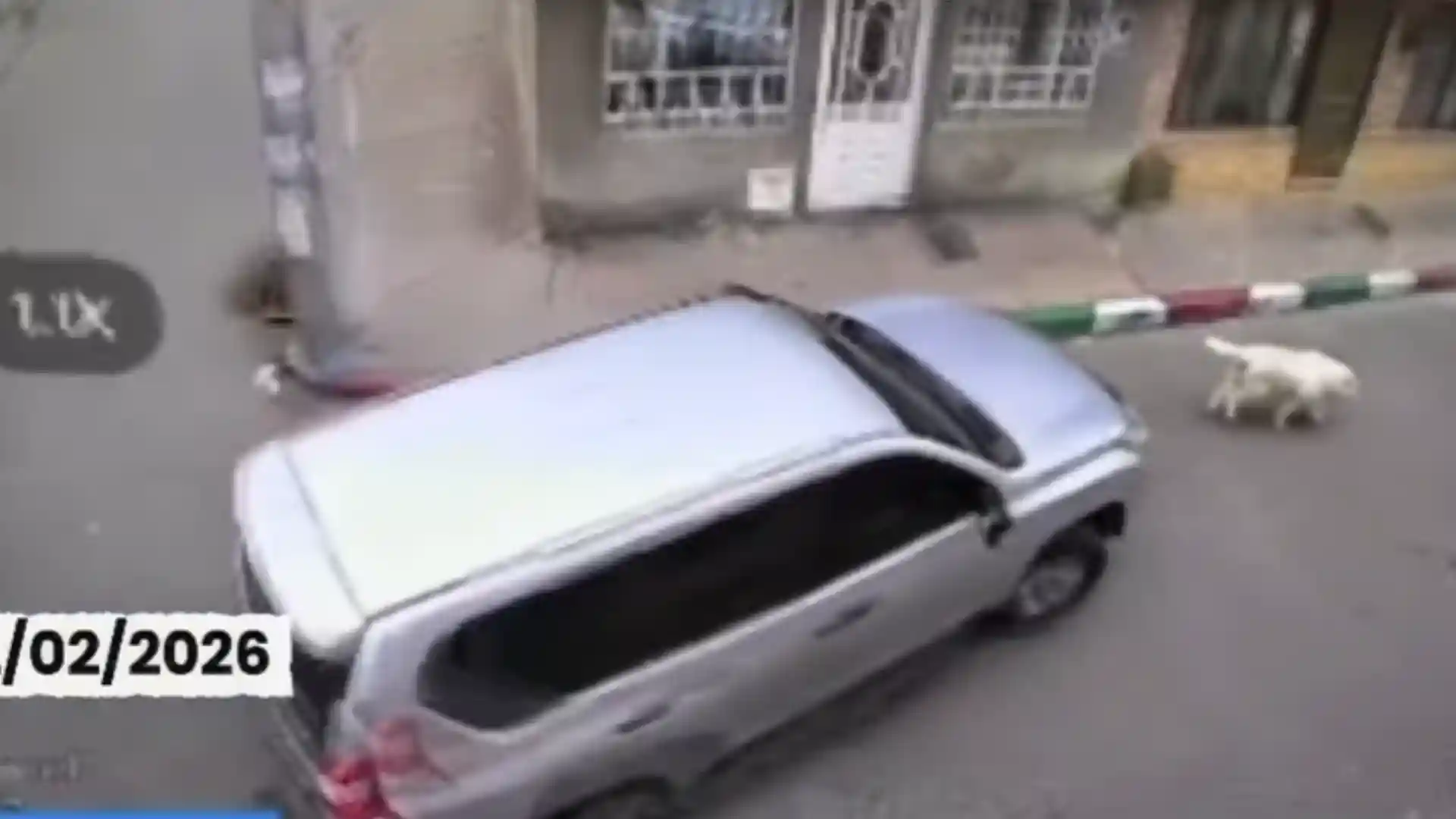 perrita kira murio atropellada kennedy camaras