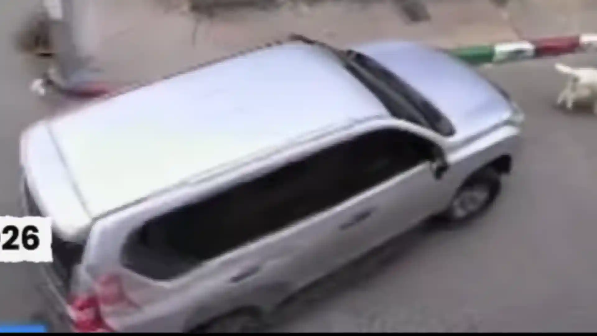 perrita kira murio atropellada kennedy camaras