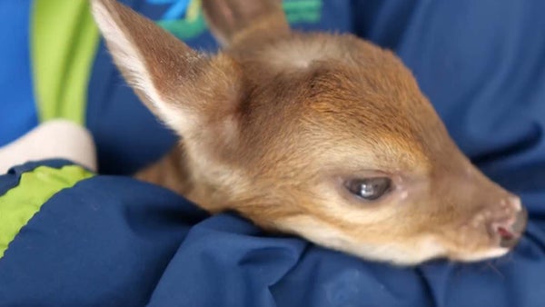 Campesino rescató a una cría de venado que había quedado sola tras ataque de perros Campesino rescató a una cría de venado que había quedado sola tras ataque de perros