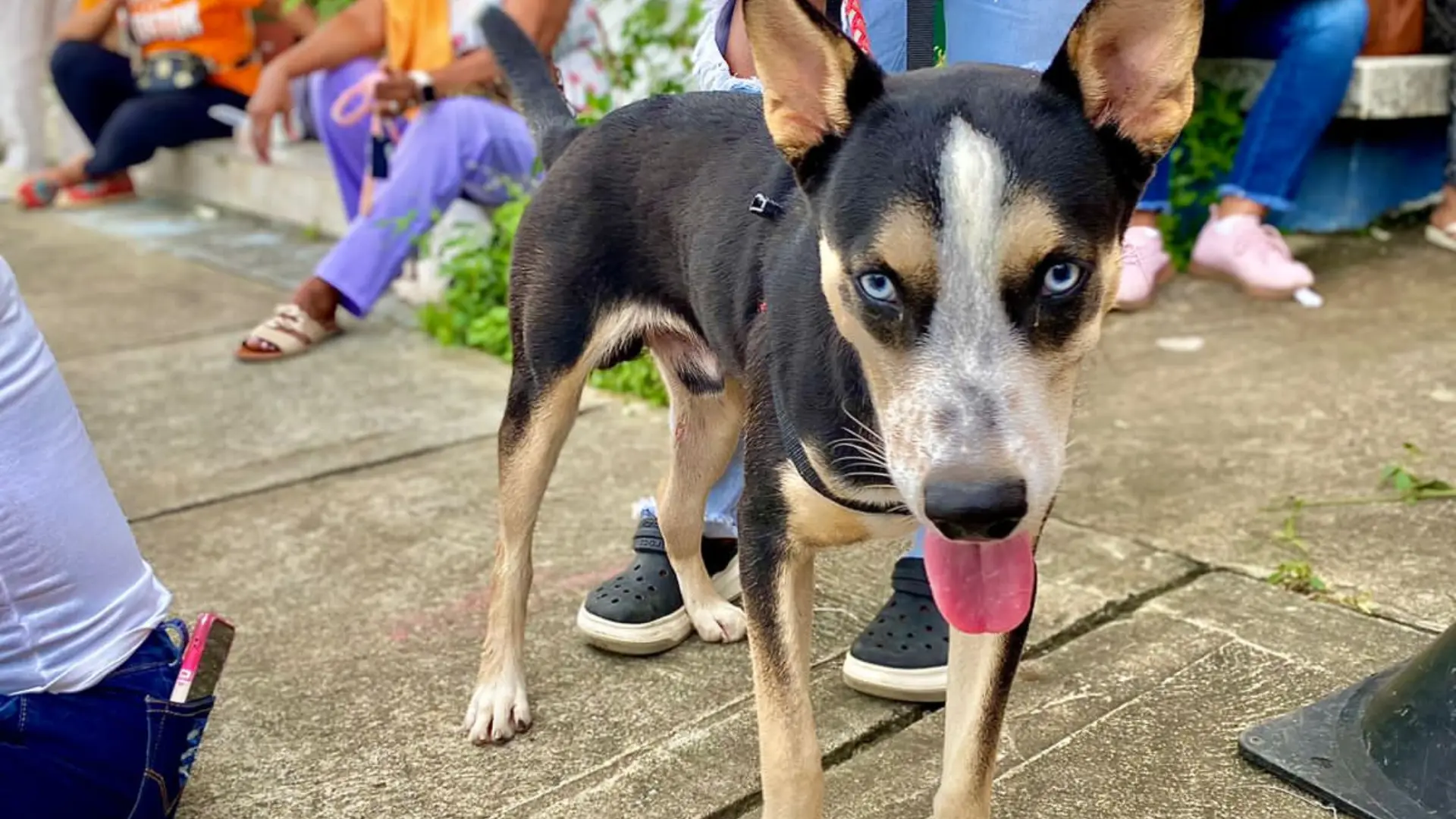 Animales de compañía en Arboletes Antioquia