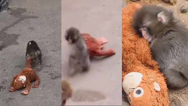 Punch, el monito bebé que se aferró a un peluche al ser rechazado por su madre en Japón Punch, el monito bebé que se aferró a un peluche al ser rechazado por su madre en Japón