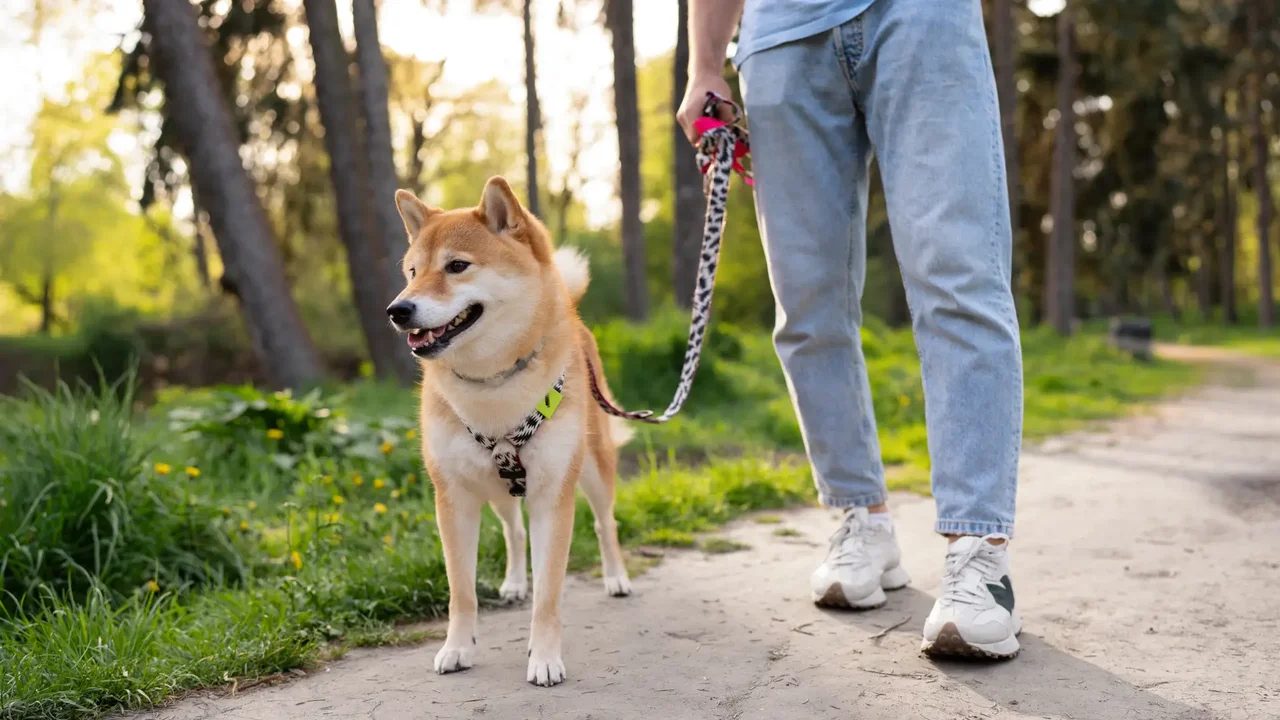 New viral trend involving "ghost dogs": what is hobby dogging?