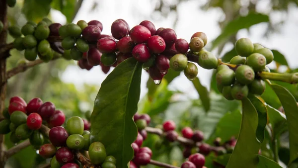Producción y exportación de café colombiano caerá en 2026 a causa de las lluvias: Fedecafeteros Producción y exportación de café colombiano caerá en 2026 a causa de las lluvias: Fedecafeteros