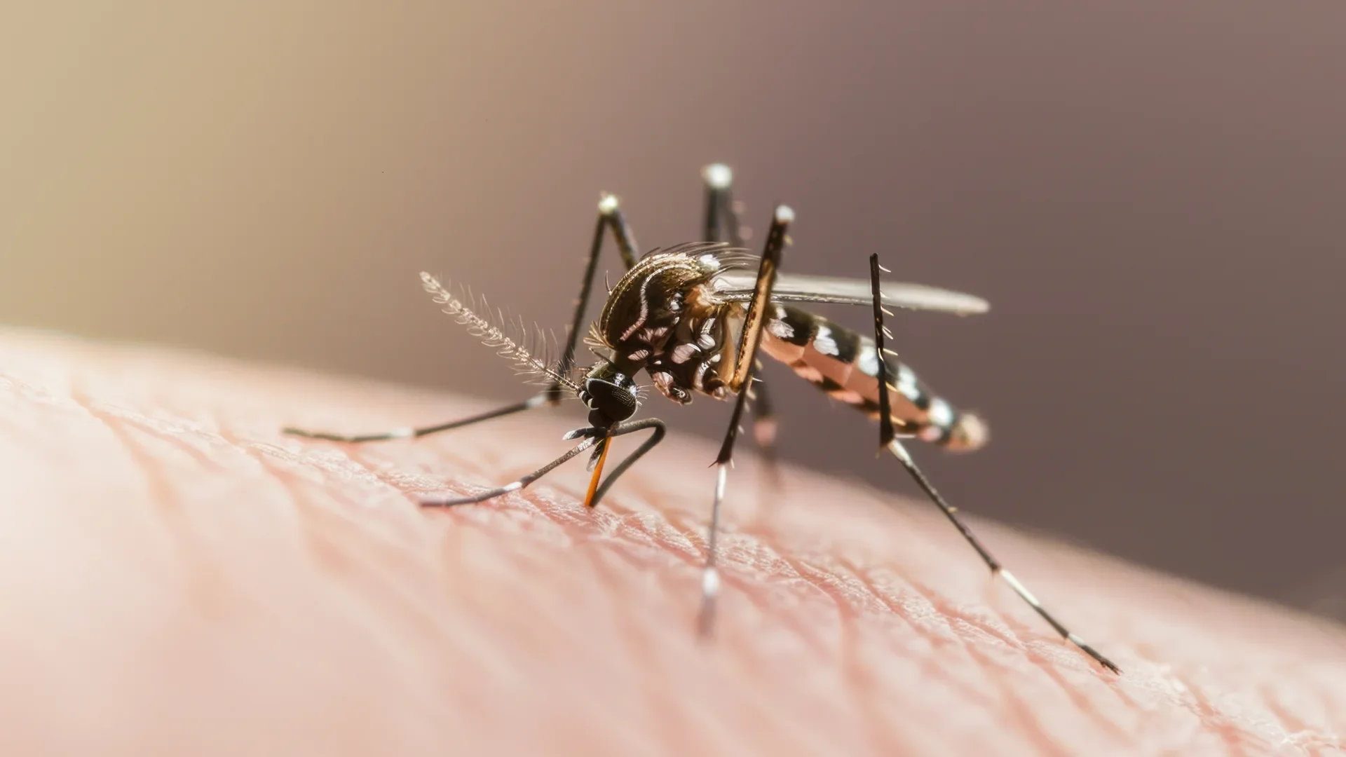 mosquito aedes aegypti dengue