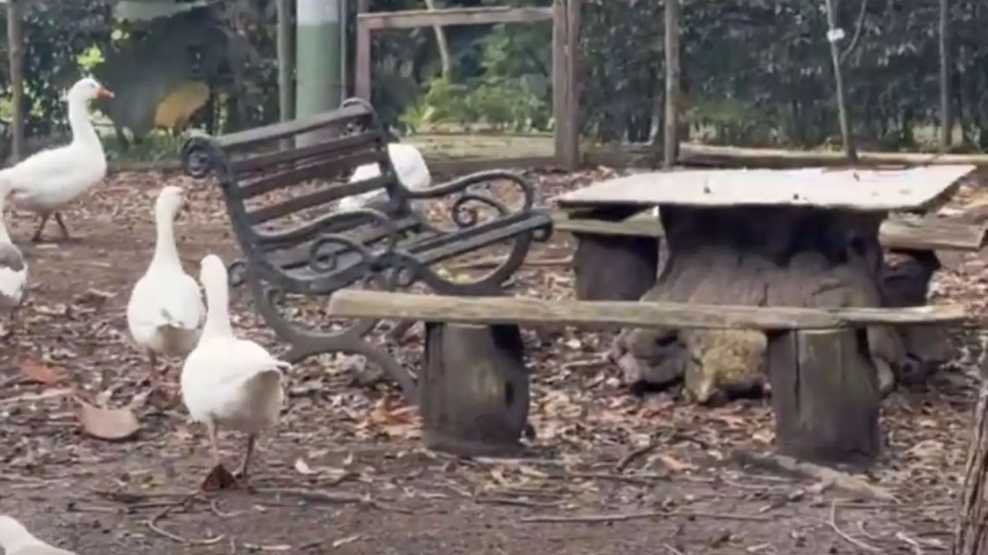 Refugio de animales en riesgo