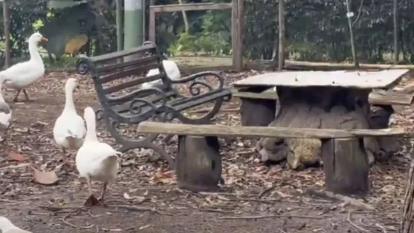 Denuncian orden de Galán para desalojar refugio de animales en Bogotá: 110 especies quedarían en la calle Denuncian orden de Galán para desalojar refugio de animales en Bogotá: 110 especies quedarían en la calle