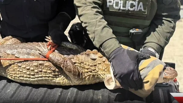 Aparición de una babilla de 2 metros en el norte Bucaramanga generó temor entre los vecinos