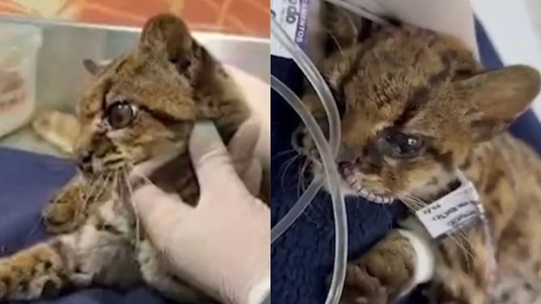 Tigrilla fue rescatada en Medellín: presenta deshidratación, anemia y posibles secuelas de cautiverio