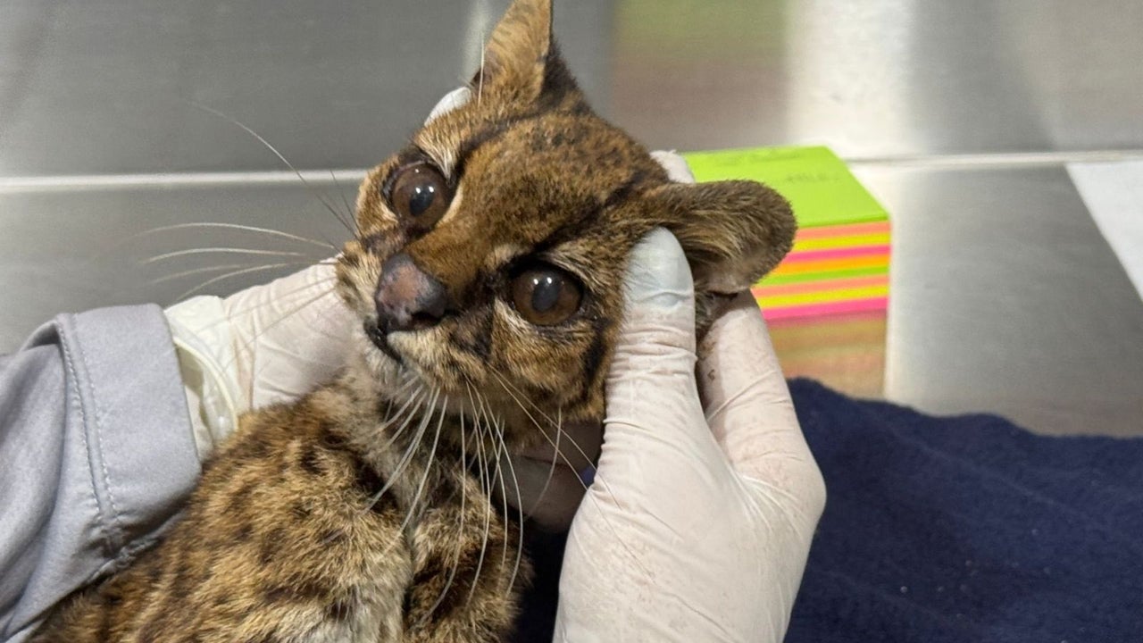 After 70 hours in ICU, woolly ocelot rescued on Cerro de las Tres Cruces dies