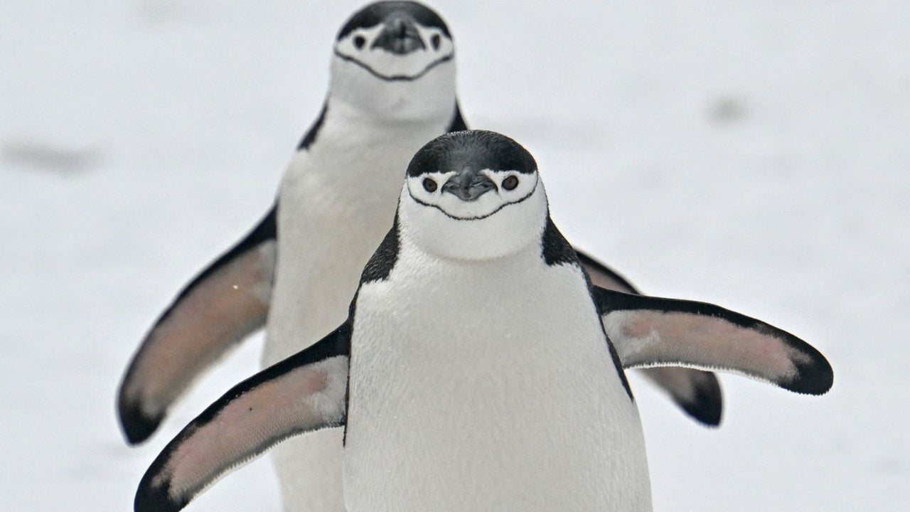 Bird Flu Strain Could Push Several Antarctic Species to the Brink of Extinction