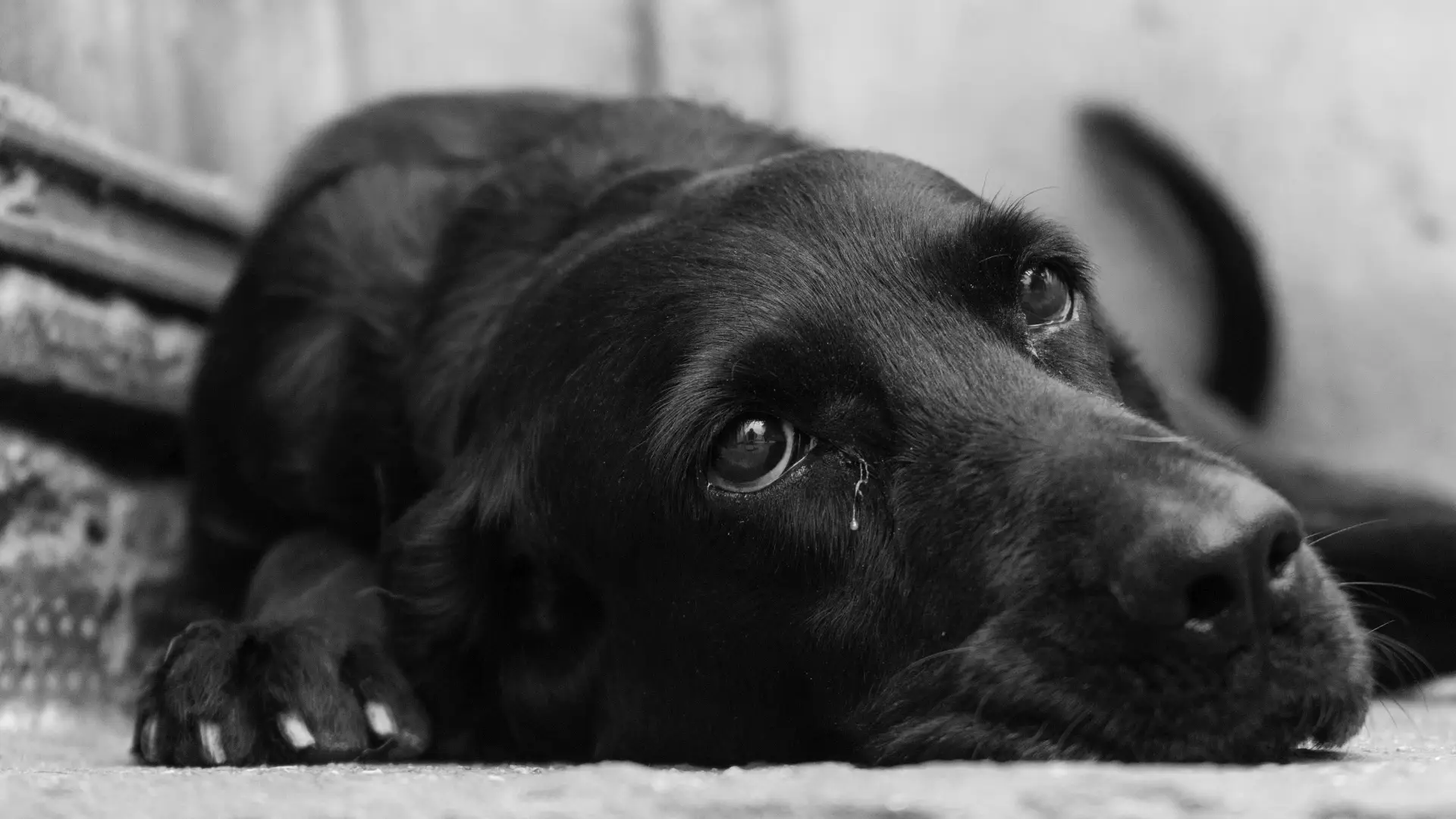 Perrito herido en Barbosa