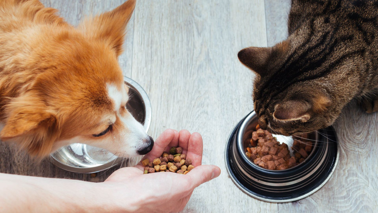 Risks of mixing meat and chicken with pet food, according to a veterinarian