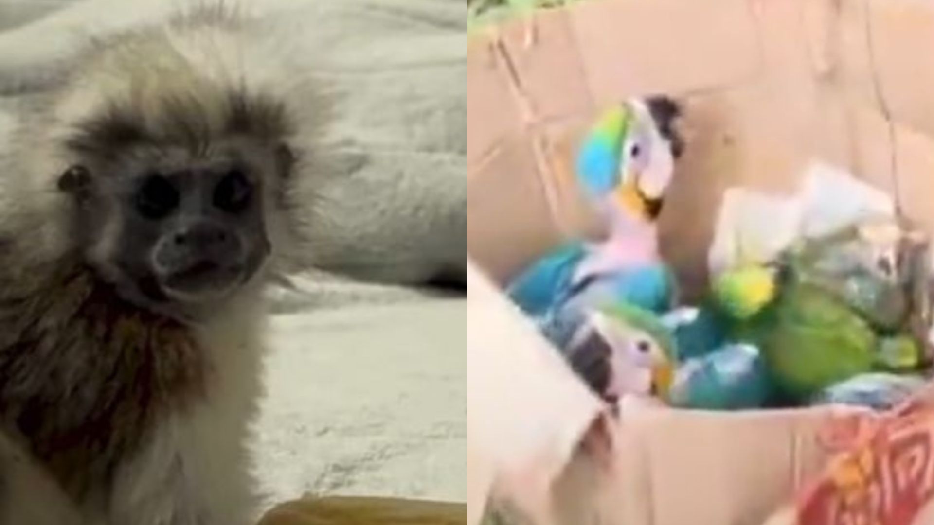 Foto: Captura pantalla IG @andrespreciadop y X @policiaColombia