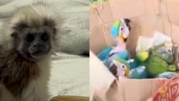 Tras la muerte de la tigrilla lanuda en Medellín, denuncian venta ilegal de fauna silvestre en redes sociales