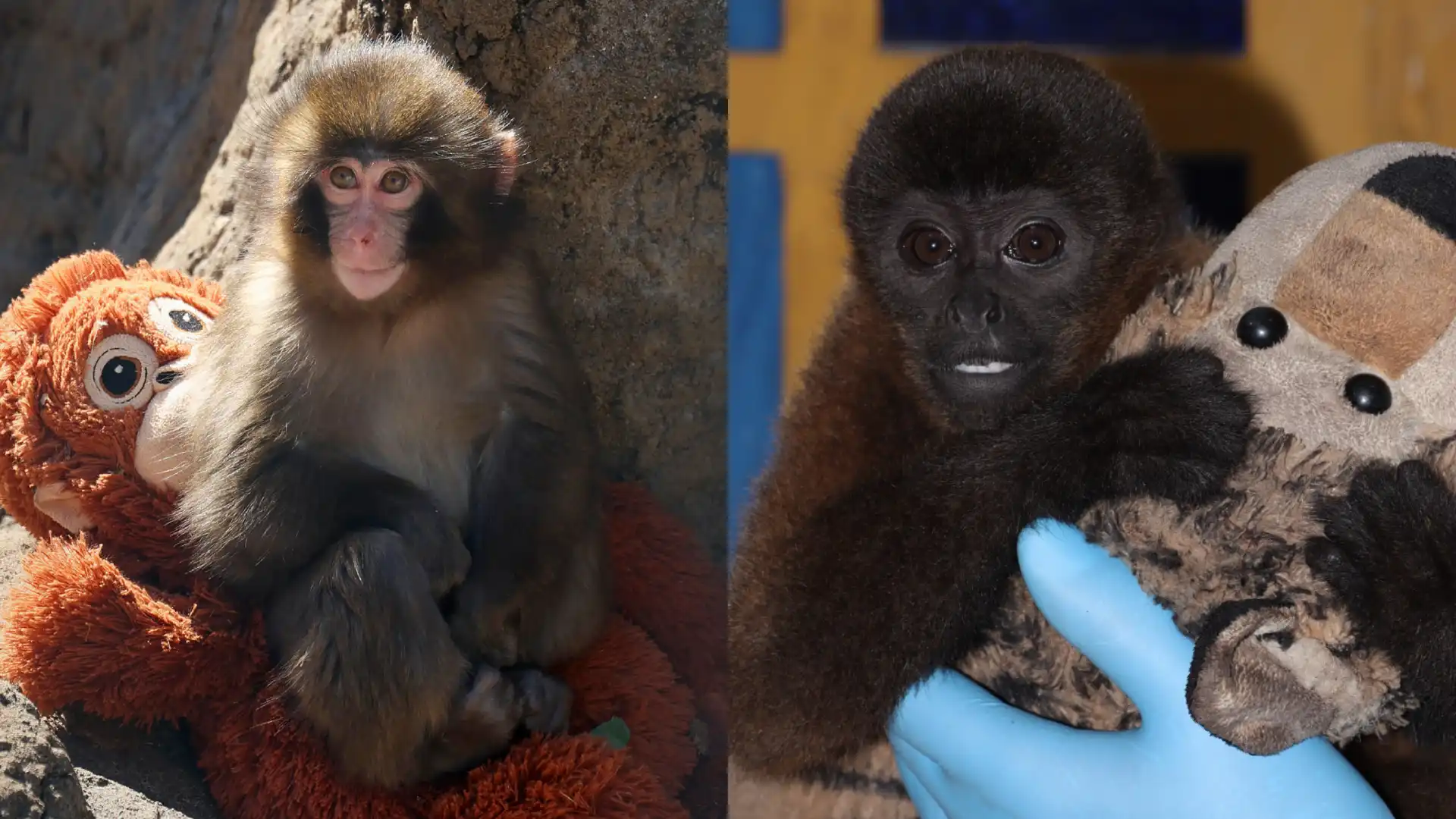 Mono churuco en Neiva el Punch Colombiano (1)