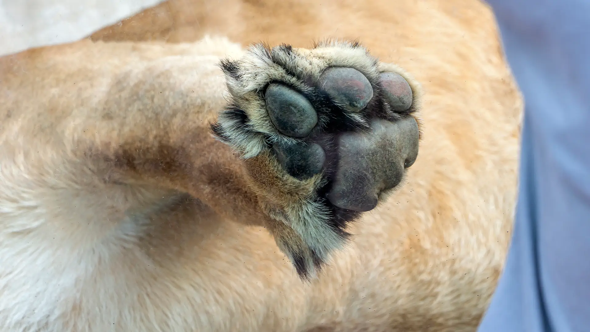 Perrito fue el único sobreviviente de un accidente aéreo que dejó 15 muertos en Perú: estaba junto a su dueño