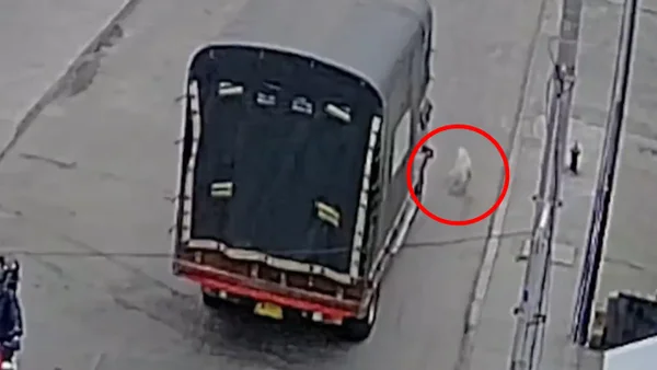 Conductor en Cajicá pasó varias veces su camión sobre un perrito hasta matarlo: todo quedó en video Conductor en Cajicá pasó varias veces su camión sobre un perrito hasta matarlo: todo quedó en video