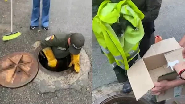 VIDEO | Gato de tres meses cayó a una alcantarilla en Bucaramanga y sus maullidos lo salvaron: así fue el rescate
