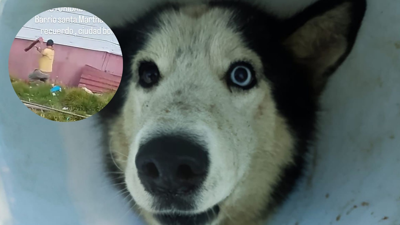 This is how Scar, the dog attacked with a machete in Ciudad Bolívar, is doing