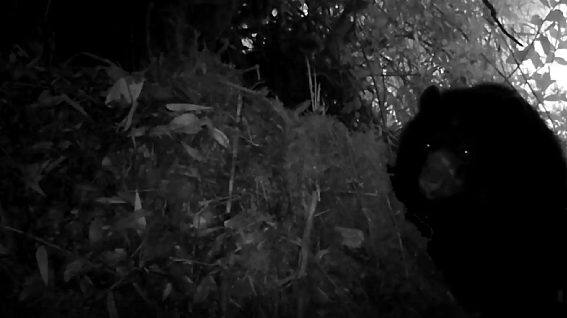 Video revela presencia de osos de anteojos en Fómeque: así los captaron las cámaras trampa