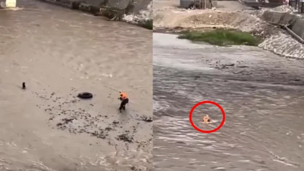 Video | Bombero perdió la vida intentando rescatar a un perrito que estaba en medio de la corriente de un río Video | Bombero perdió la vida intentando rescatar a un perrito que estaba en medio de la corriente de un río