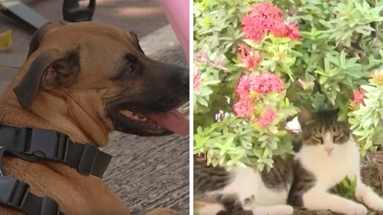Mass poisoning of pets worries residents of a neighborhood in Floridablanca, Santander