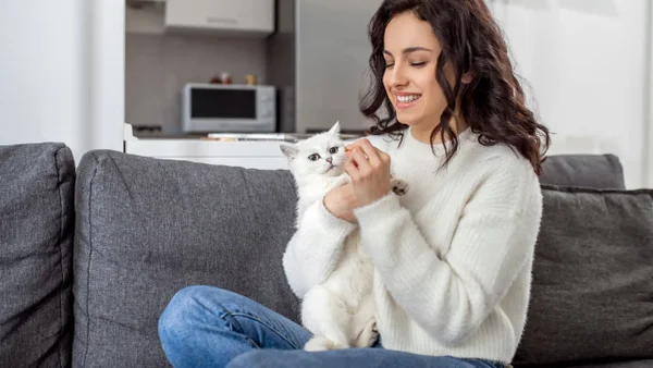 Dueños de gatos en conjuntos residenciales tendrán dura multa: ley es muy estricta