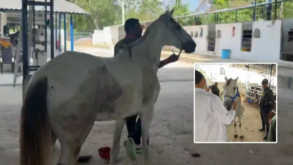 Caballo cochero jubilado estaba siendo explotado turísticamente en Cartagena: se lo quitaron al adoptante
